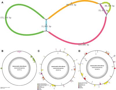 Deciphering the mitochondrial genome of Hemerocallis citrina (Asphodelaceae) using a combined assembly and comparative genomic strategy